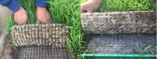 水稻成型育苗基质片设备(图3)